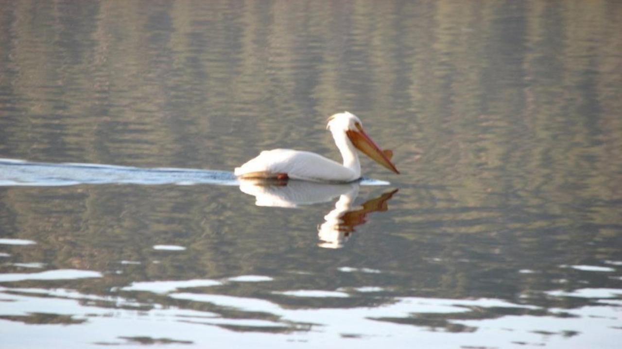 Fawnskin Feathernest On The Lakeヴィラ エクステリア 写真